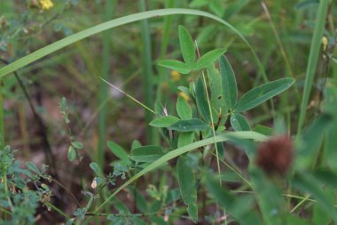Grasshopper on the grass in the meadow