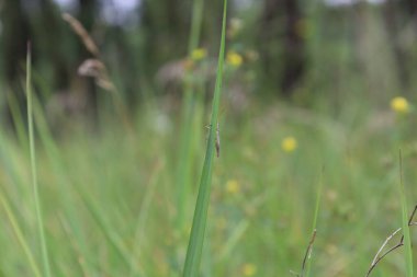 Grasshopper on the grass in the meadow