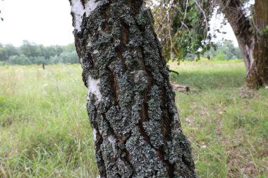 Gray moss on a birch