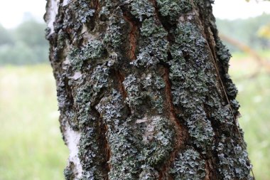 Gray moss on a birch