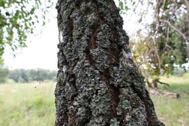 Gray moss on a birch