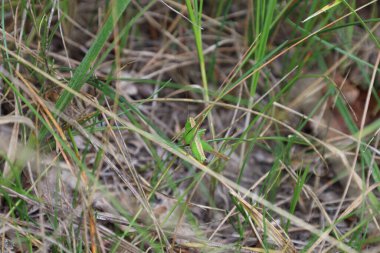Tettigoniidae, Green katydid in the summer meadow 