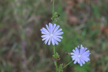 Yaz otlaklarında yaygın hindiba.