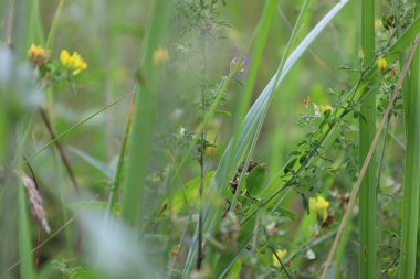 Forest herbs, summer forest atmosphere