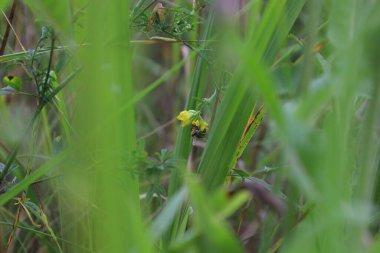 Bee in the summer meadow, in the green grass