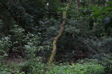 Moss covered tree, summer rainy forest 