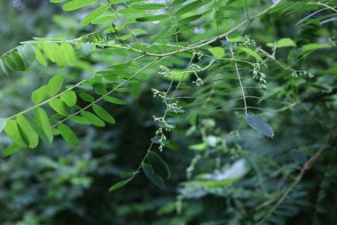 Yağmur ormanlarında Amorpha fruticosa 