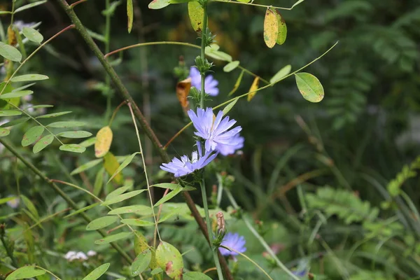 Common Chicory Summer Meadow — Stockfoto