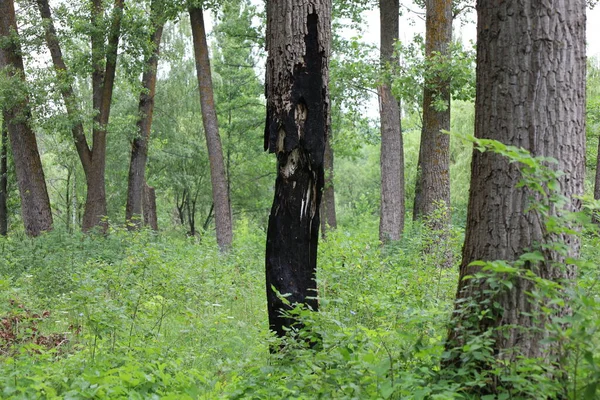 fallen burned tree in a meadow in green grass