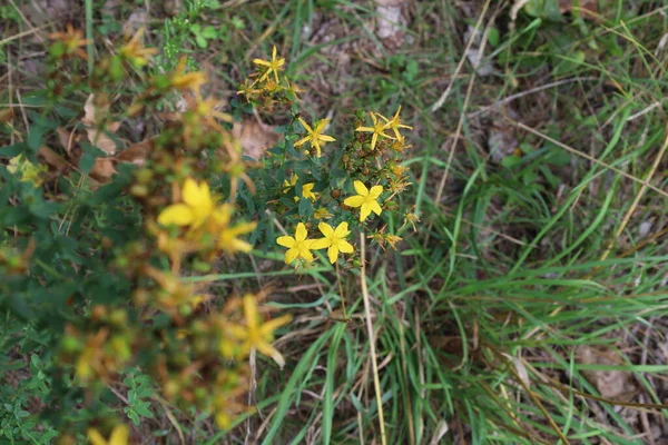 Hypericum Perforatum Summer Yellow Flowers Summer Meadow — Stockfoto