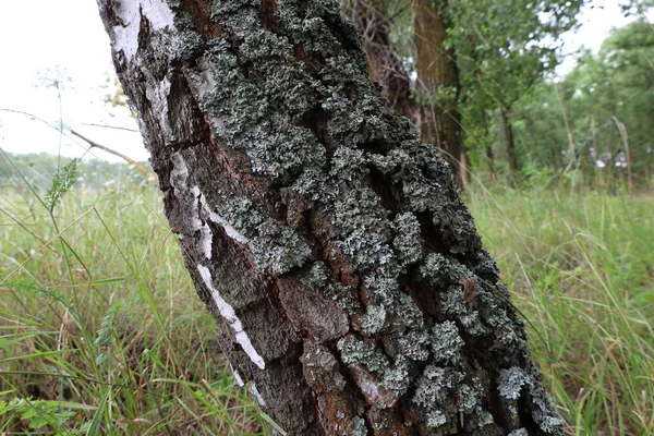 Gray Moss Birch — Zdjęcie stockowe