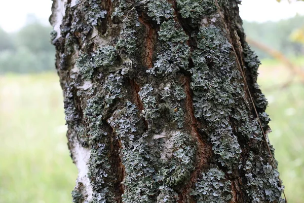 Gray Moss Birch — Stok fotoğraf