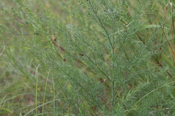 Coccinellidae Ladybug Summer Meadow — Fotografia de Stock