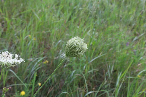 Daucus Carota Дика Морква Літньому Лузі Трави Рослини — стокове фото