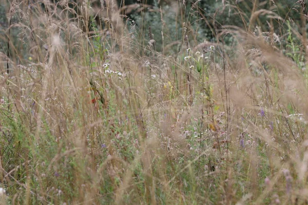 Forest herbs, summer forest atmosphere