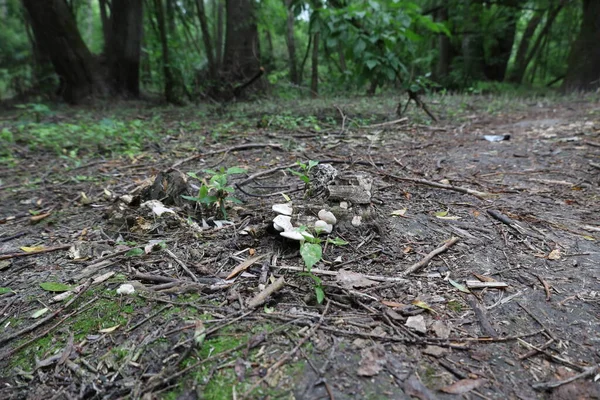 White Fungi Woods — Zdjęcie stockowe