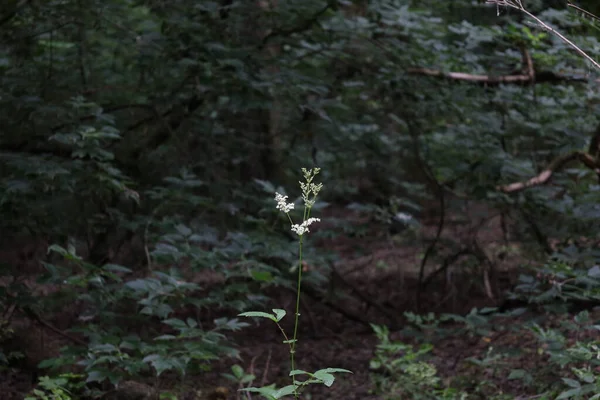 Царица Луговых Цветов Летнем Лесу — стоковое фото