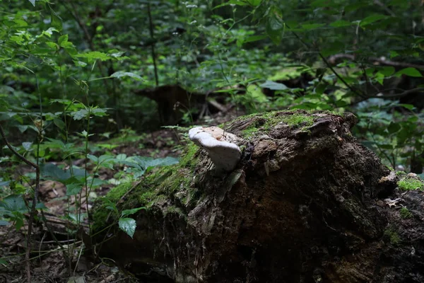 White Fungi Woods — Stockfoto