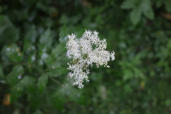 Queen Meadow Flowers Summer Forest Filipendula Ulmaria Flowers — Foto Stock