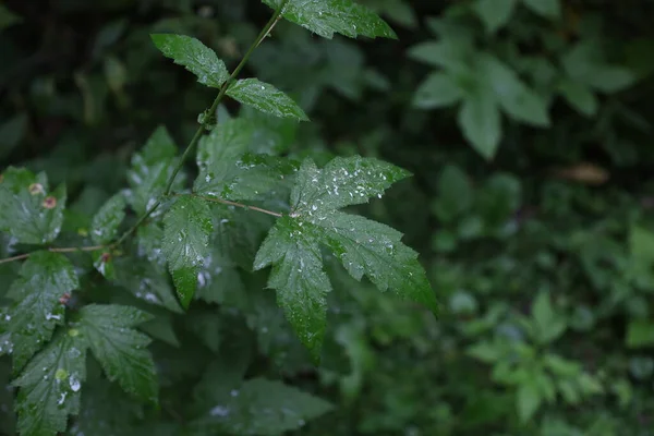 Rainy Summer Forest Atmosphere Forest Closeup — Stock Photo, Image