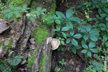 Sonbahar ormanlarında poliporus, yosun ve güneşli bir gün