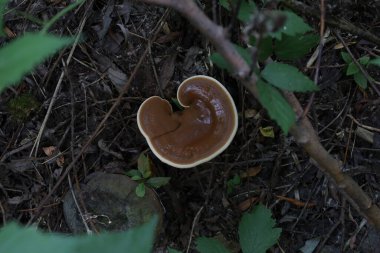 Ganoderma seansı sonbahar ormanında 