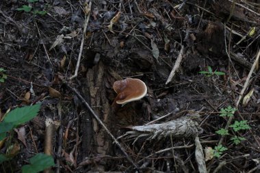 Ganoderma seansı sonbahar ormanında 