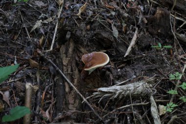 Ganoderma seansı sonbahar ormanında 