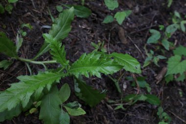 Kanada devedikeni veya tarla devedikeni ormandaki yaprakları 