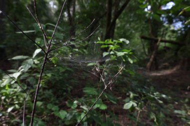Sonbaharın başlangıcı, ormandaki atmosfer...