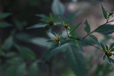 Bidens frondosa, Şeytanın dilencisi ormanda çiçekler. 