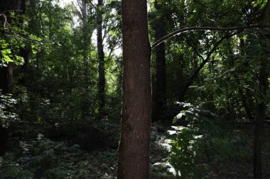 Sonbaharın başlangıcı, ormandaki atmosfer...