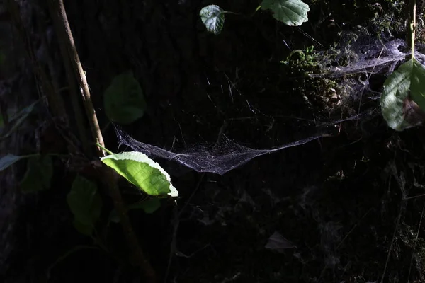 Sonbahar güneşli ormandaki kuru yapraklı örümcek ağı, orman atmosferi