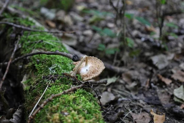 Yaz ormanındaki yosun ağacında kırılmış mantar, Pluteus cervinus mantarı.