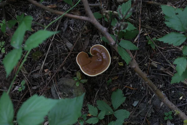 Ganoderma seansı sonbahar ormanında 