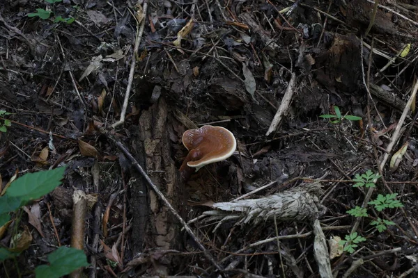 Ganoderma seansı sonbahar ormanında 