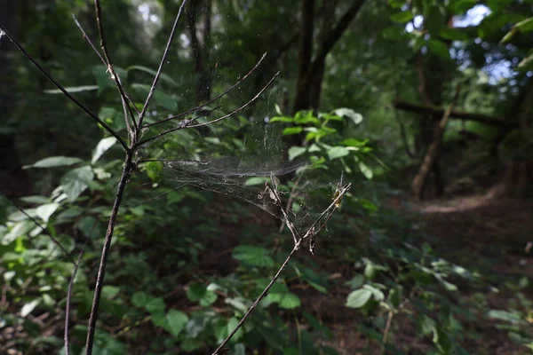 Sonbaharın başlangıcı, ormandaki atmosfer...