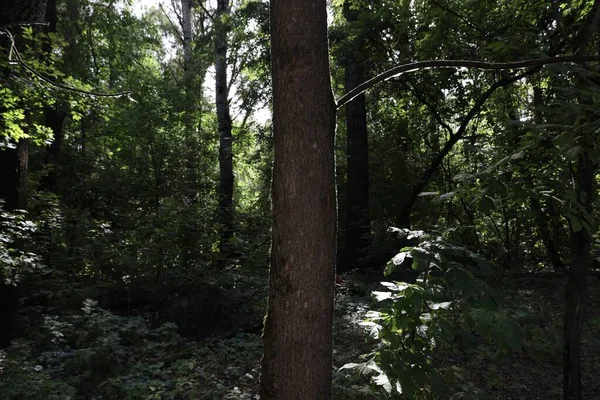 Sonbaharın başlangıcı, ormandaki atmosfer...