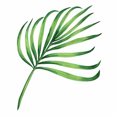 Suluboya boya Hindistan cevizi, palmiye yaprağı, beyaz arka planda izole edilmiş yeşil yapraklar. Suluboya el boyası, eski Hawaii tarzı duvar kâğıdı için tropikal egzotik yaprak çizimi. Kesme yolu ile.