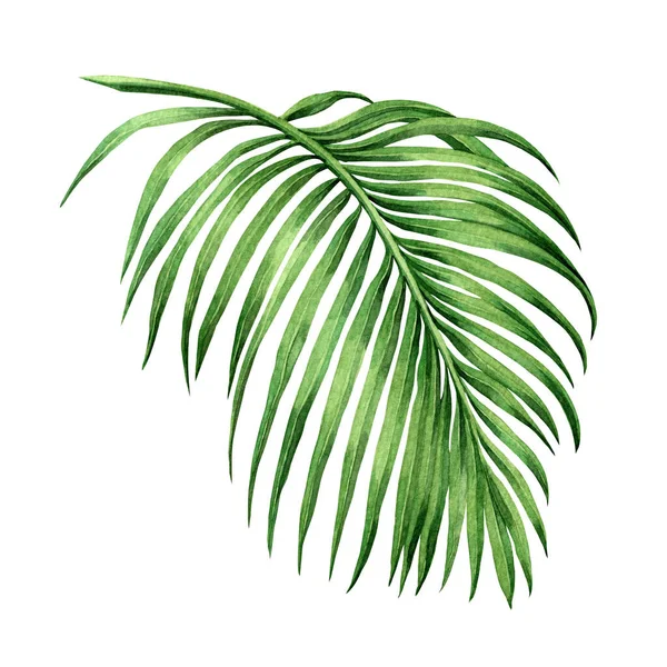 Akvarell Målning Kokos Palmblad Gröna Blad Isolerade Vit Bakgrund Akvarell — Stockfoto