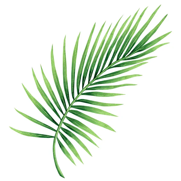 Aquarell Gemälde Kokosnuss Palmblatt Grüne Blätter Isoliert Auf Weißem Hintergrund — Stockfoto