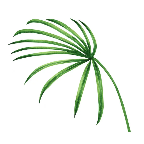 Aquarela Pintura Coco Folha Palma Folhas Verdes Isoladas Fundo Branco — Fotografia de Stock