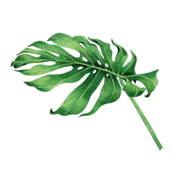 Aquarell Malerei Tropischen Palmblatt Grüne Blätter Isoliert Auf Weißem Hintergrund — Stockfoto