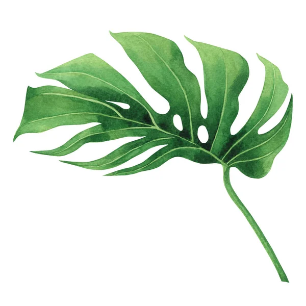 Akvarell Festészet Trópusi Pálmalevél Zöld Levelek Elszigetelt Fehér Hátteren Akvarell — Stock Fotó