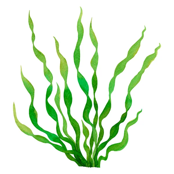 Green Leaf Green Seaweed Kelp Algae Ocean Watercolor Hand Painted — Stock Photo, Image