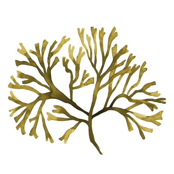 Brown Seaweed Kelp Algas Oceano Aquarela Pintado Mão Elemento Isolado — Fotografia de Stock
