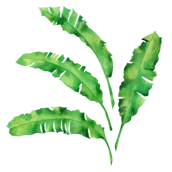 Beyaz Arka Planda Izole Edilmiş Suluboya Yeşil Yapraklar Suluboya Boyası — Stok fotoğraf