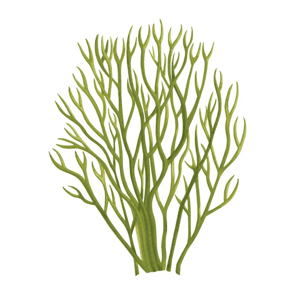 Folha Verde Green Seaweed Algas Algas Oceano Aquarela Pintado Mão — Fotografia de Stock