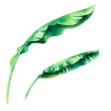 Beyaz arka planda izole edilmiş muz yeşili yaprakları boyayan suluboya el, Hawaii tarzı duvar kâğıdı için tropikal egzotik yaprak boyadı..