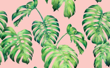 Suluboya renkli ağaç palmiyesi, canavar desensiz arkaplan bırakır. Suluboya el, duvar kâğıdı için tropik egzotik yaprak baskıları çizer. Tekstil Hawaii aloha ormanı deseni..